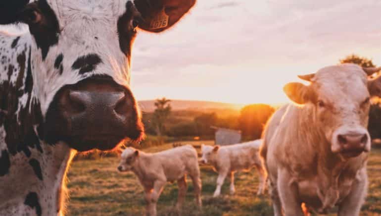 Editorial „Fleischkonsum und was Antibiotika in der Kuh damit zu tun hat“