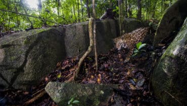 Artenparadies in Gefahr: Amazonas-Flammen bedrohen einzigartige Tierwelt