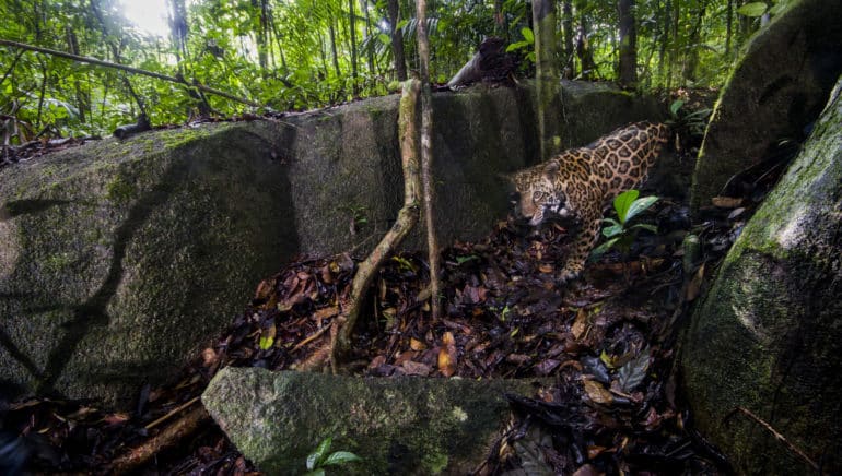 Artenparadies in Gefahr: Amazonas-Flammen bedrohen einzigartige Tierwelt
