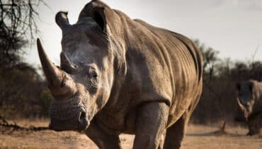 Von Grey Rhinos zu Vermögensverteilung – die BCA-Research Investment Konferenz 2020