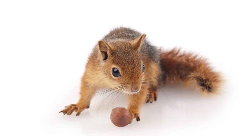 Das „Eichhörnchen-Prinzip“ – mit Dividenden gut über den Winter