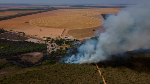 Wie die größte Savanne der Welt dem Fleischkonsum zum Opfer fällt