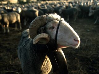 Was ist der Leitzins?