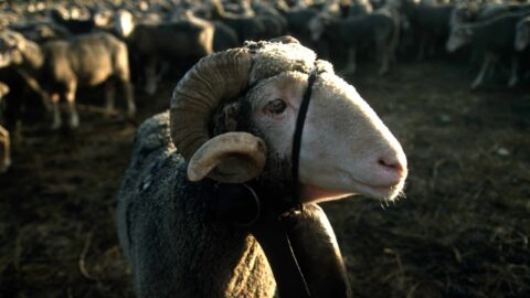 Was ist der Leitzins?