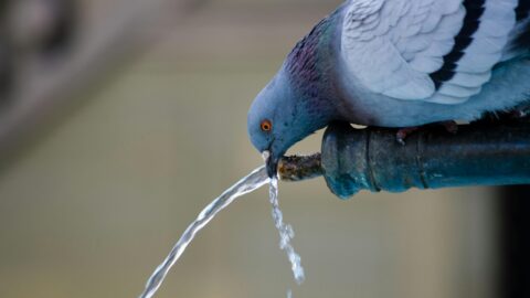 Weltwassertag: Das (knappe) blaue Gold