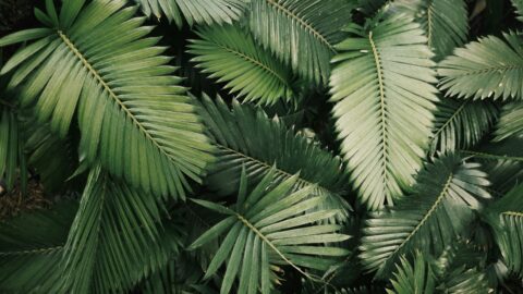 Biodiversität: Wie Unternehmen Ihre Risiken minimieren und Chancen jetzt nutzen