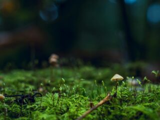 Das Wunder Wald und warum wir es schützen müssen