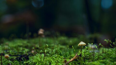 Das Wunder Wald und warum wir es schützen müssen