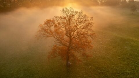 Winzer der Woche: Herbstnebel
